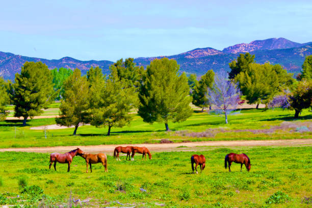 istock Horses Grazing at Pasture in California 1442869579