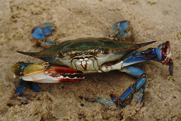 istock Blue Crab on Sand Posing for Selfie 144287051