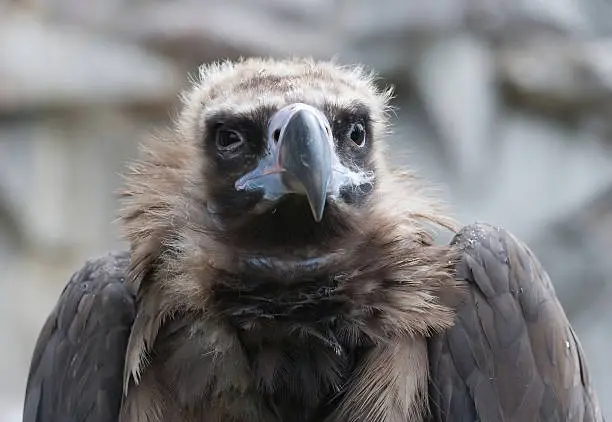 A detailed photo of a griffon-vulture sitting in rocks