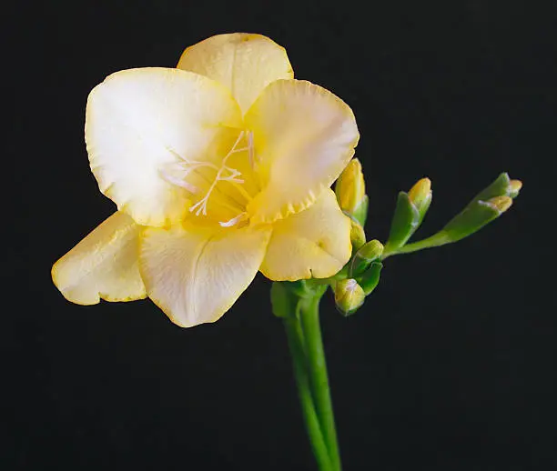 details of a yellow freesia