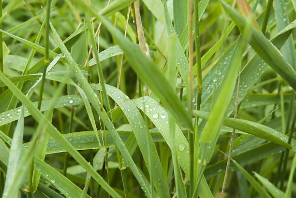 dew - chlorophyll tranquil scene summer blade of grass 뉴스 사진 이미지