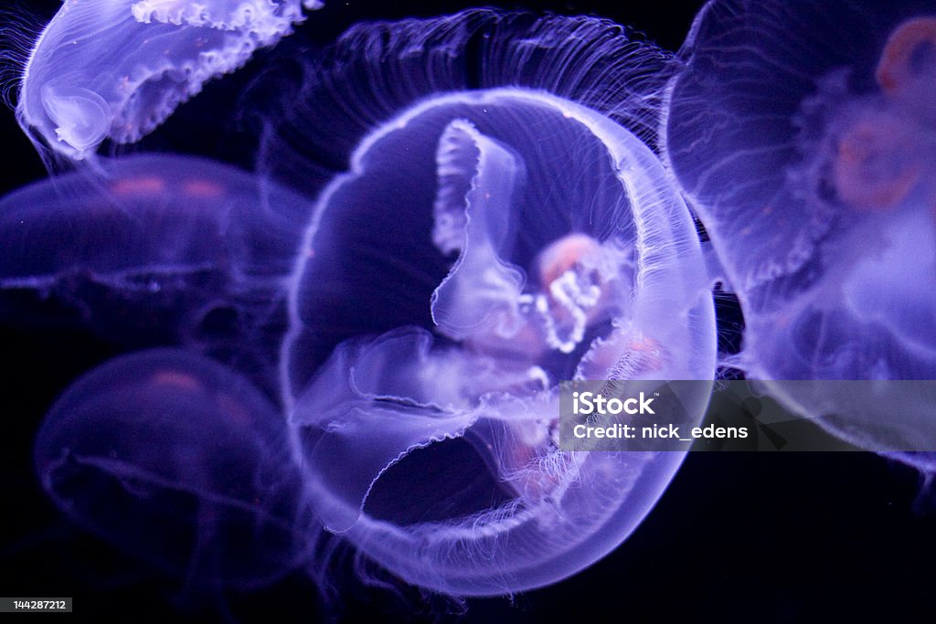Medusa común - Foto de stock de Agua libre de derechos
