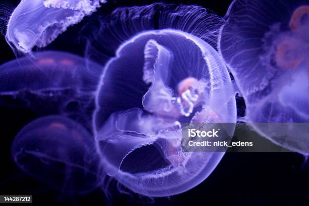 Medusa Común Foto de stock y más banco de imágenes de Agua - Agua, Animal, Biología