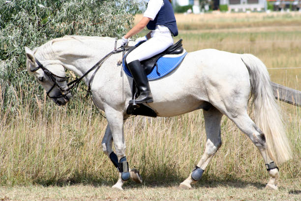 istock Horse Going on the Reins 144287216