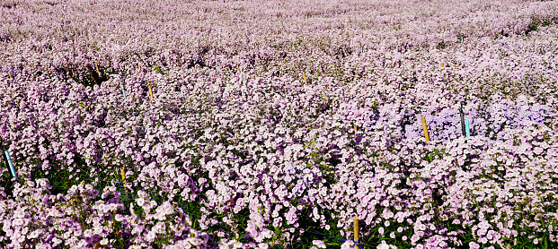Margaret flower field  On Khao Kho, Thailand  Beautiful purple flowers, Margaret flowers, are popular for planting as ornamental plants.  and convey sincerity, true love
