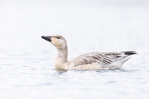 Immature Snow Goose are preparing for the fall migration.