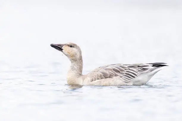Photo of Immature Snow Goose are preparing for the fall migration.