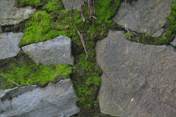 istock background shapes, textures and patterns of mossy stone walls 1442876498