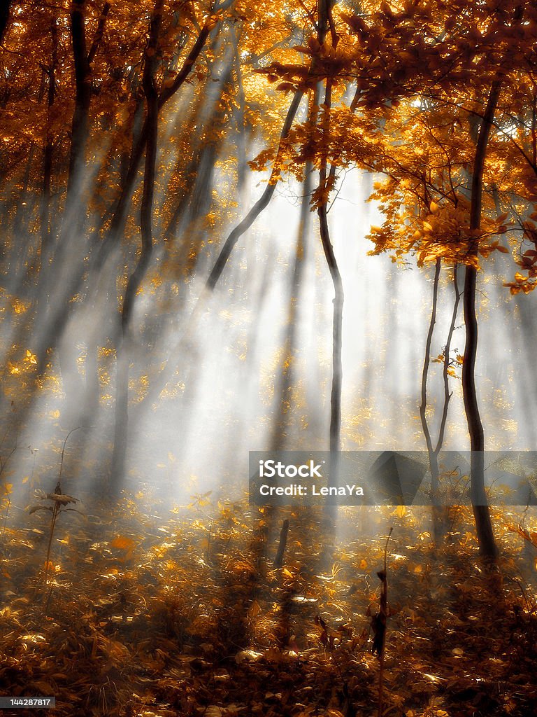 autumn red forest autumn red and gold forest with haze Autumn Stock Photo