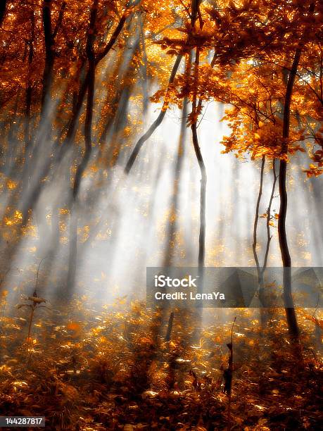 Autumn Red Forest Stock Photo - Download Image Now - Autumn, Branch - Plant Part, Bright