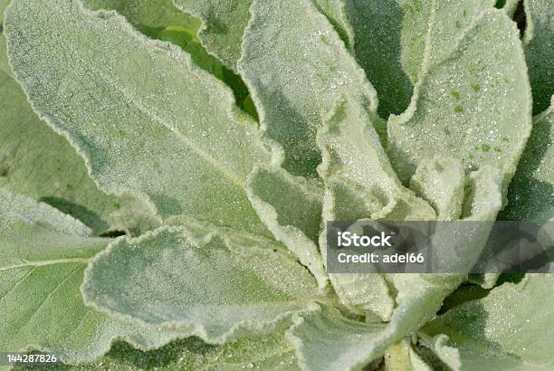 Mullein Pianta Erba - Fotografie stock e altre immagini di Tè - Bevanda calda - Tè - Bevanda calda, Verbasco, Ambientazione esterna