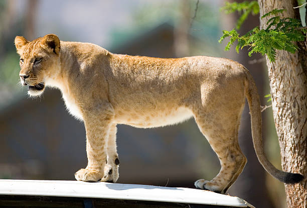 Lion stock photo