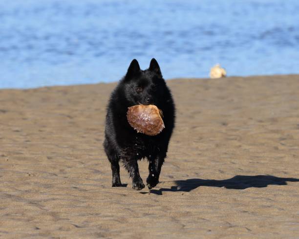 Young Schipperke with a Crab stock photo