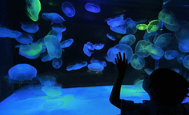 istock Colorful Jellyfish on dark background 144287994