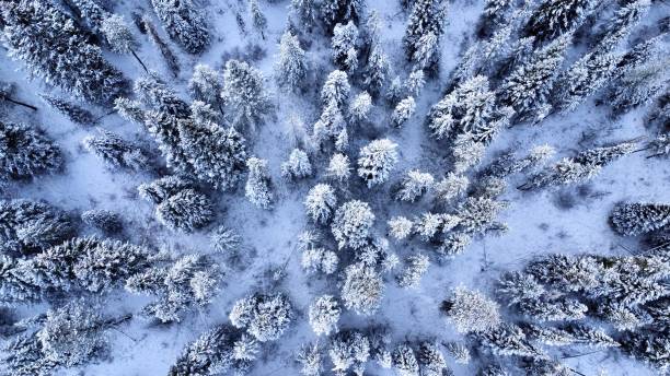 istock Snowy woods from above 1442881120