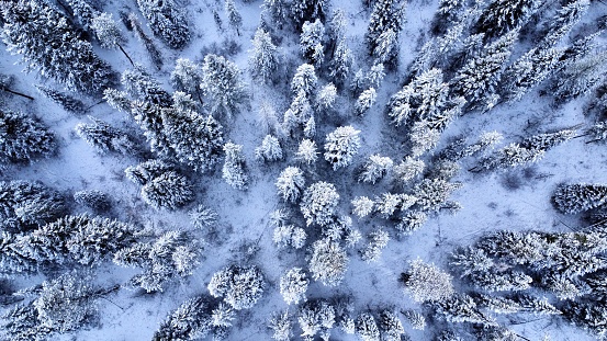 Snowy woods from above