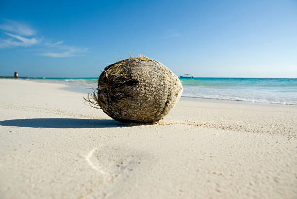 istock Coconut on the sand in Tulum 144288135
