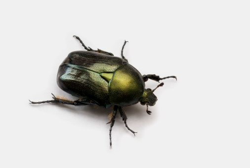 scarab beetle, dung beetle, Scarabaeus sacer worshiped by the ancient Egyptians as an embodiment of the god Khepri, isolated on white with shadow.