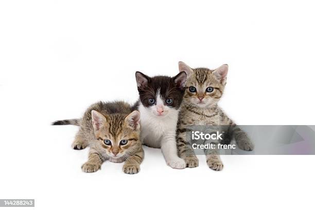 Photo libre de droit de Trois Chaton Frères 5 Semaines banque d'images et plus d'images libres de droit de Chat domestique - Chat domestique, Trois personnes, Chiffre 3