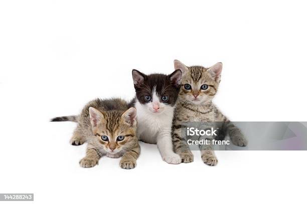 Foto de Três Um Gatinho Brothers 5 Semanas e mais fotos de stock de Gato doméstico - Gato doméstico, Três Pessoas, Número 3
