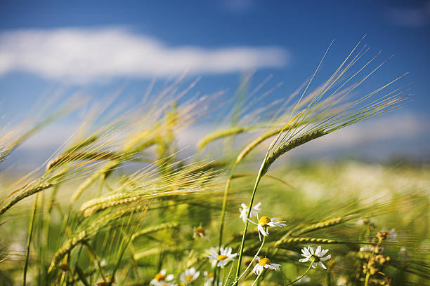 Summer field stock photo