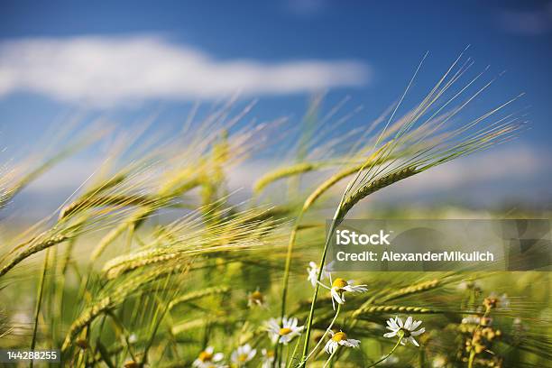 Summer Field Stock Photo - Download Image Now - Wealth, Agricultural Field, Agriculture