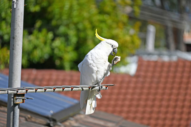 Australian sulphur crested cockatoo eating some bread on a television aerial