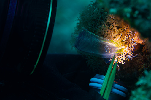 Underwater camera taking extreme close-up of blue tunicate illuminated by torchlight