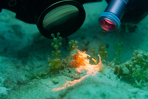 Underwater camera taking close-up photo illuminated by small torchlight
