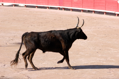 Bull in the arena of Arles, France