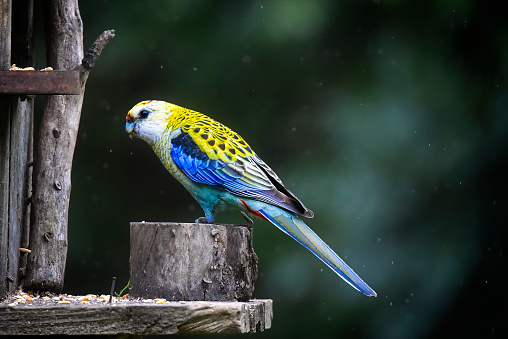 Pale Headed Rosella perched on a wooden bird feeder