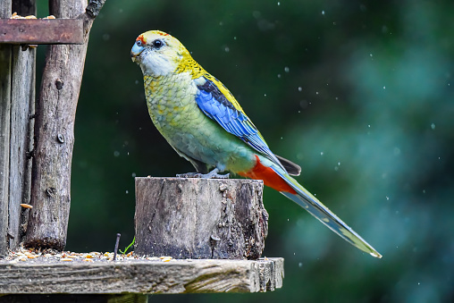 Stock photo showing a pair of sun conure (Aratinga solstitialis) perching on a tree branch in the sunshine. These birds are also known as sun parakeets.