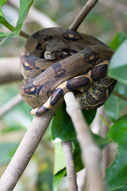 Black Common Boa Snake Costa Rica stock photo