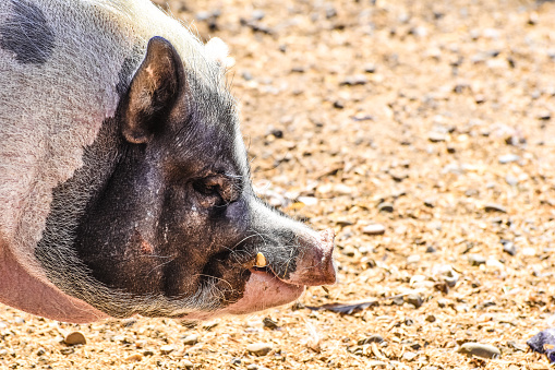 The farm’s potbelly pig is in search of food.