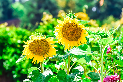 Sunflowers are in full bloom on a bright day in Summer. These sunflower stretch towards the sky and offer beauty for all to enjoy.