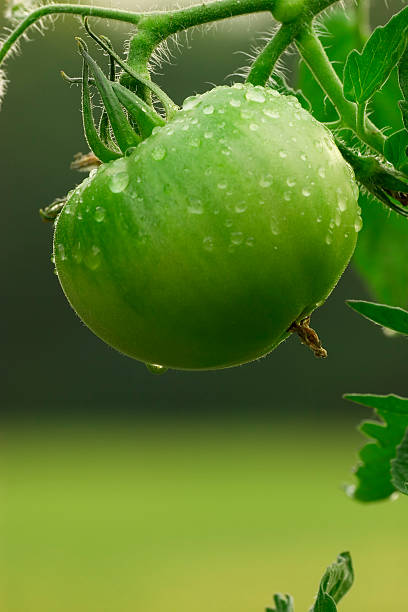 Zielony pomidor – zdjęcie