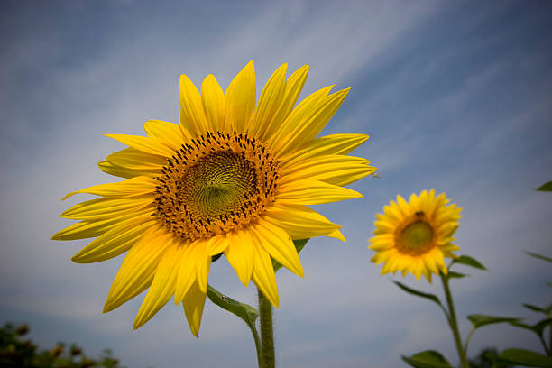 Couple of sunflowers on blue sky stock photo