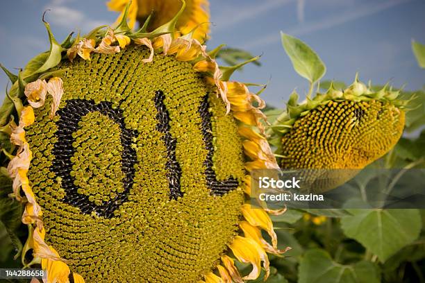 Foto de Óleo De Semente De Girassol e mais fotos de stock de Abelha - Abelha, Acima, Amarelo