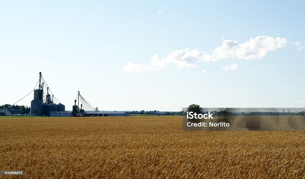 Granos de trigo - Foto de stock de Agricultura libre de derechos