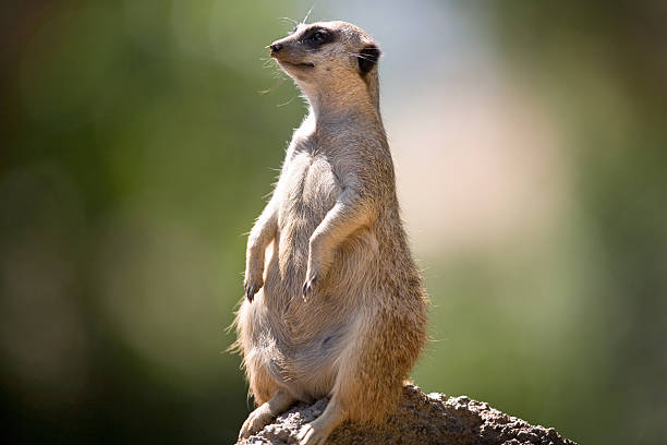 Meerkat stock photo