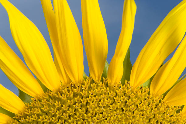 Sunny sunflower:) stock photo