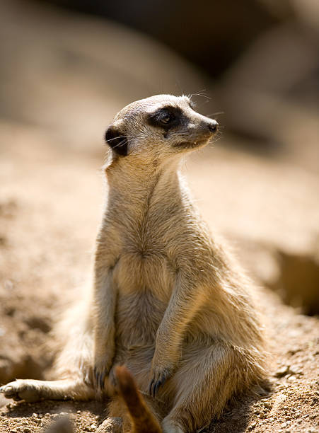 Meerkat stock photo