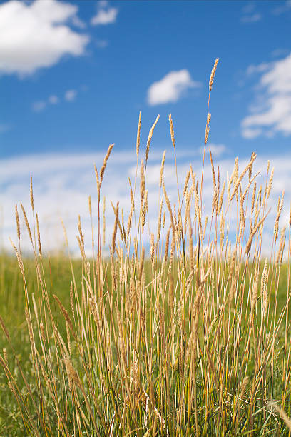 Grassland stock photo