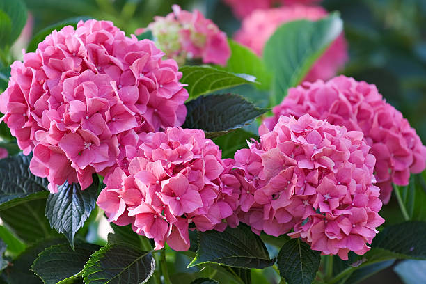 hortensia - hydrangea fotografías e imágenes de stock