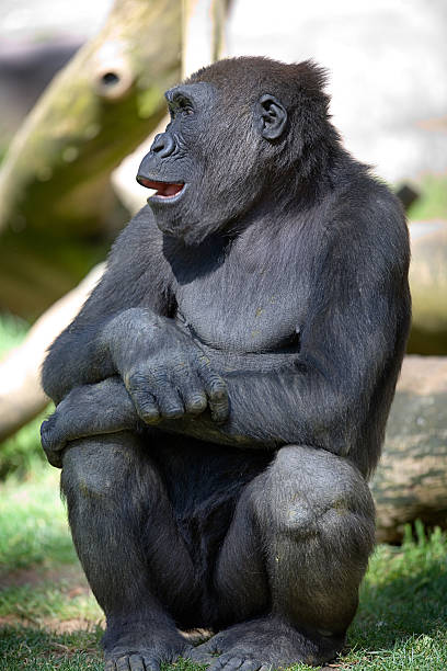 Gorilla stock photo