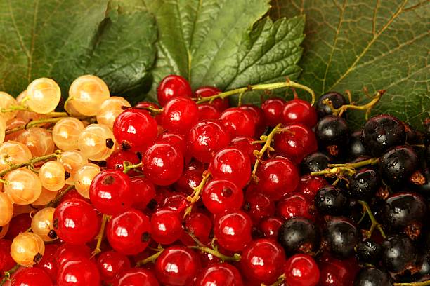 ribes colori - clipping path harvesting freshness obsessive foto e immagini stock