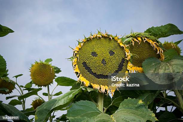 Photo libre de droit de Souriant Tournesol banque d'images et plus d'images libres de droit de Abeille - Abeille, Amour, Beauté