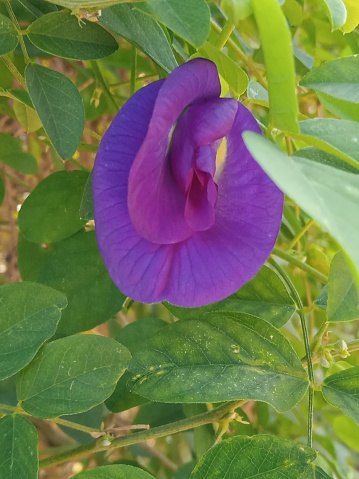 This blue katarolu flower is a flower unique to Sri Lanka. It also has valuable medicinal properties.