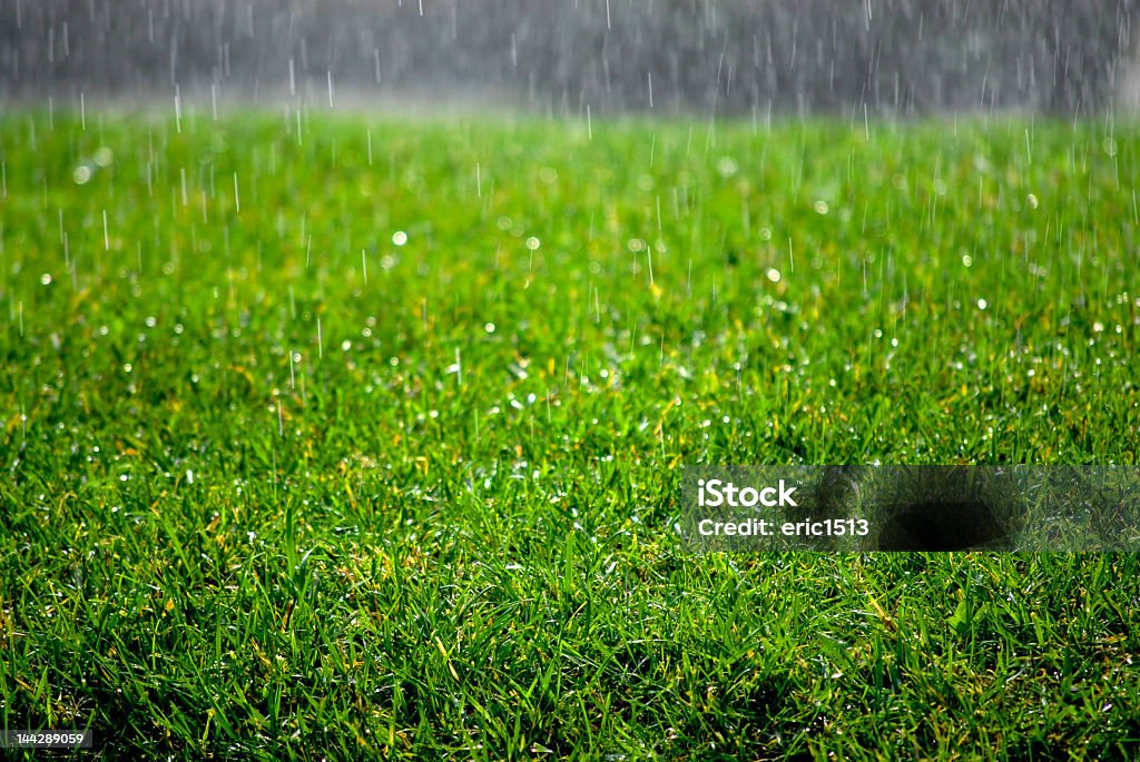 雨に続く芝生 - 雨のロイヤリティフリーストックフォト
