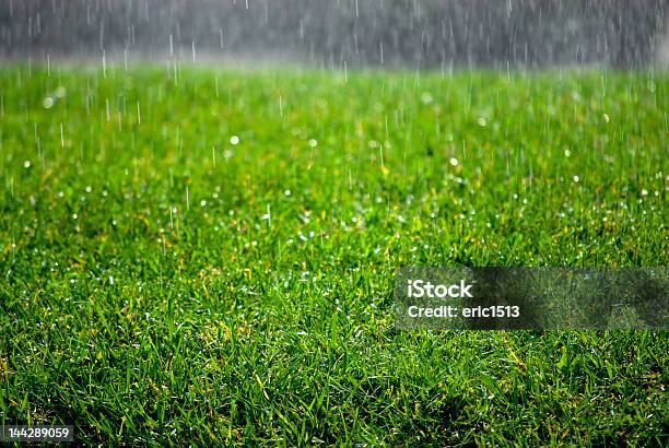 雨に続く芝生 - 雨のストックフォトや画像を多数ご用意 - 雨, 庭, 芝生